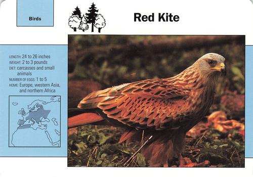 1991-95 Grolier Wildlife Adventure Cards #101.8 Red Kite Front