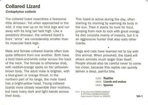 1991-95 Grolier Wildlife Adventure Cards #104.1 Collared Lizard Back