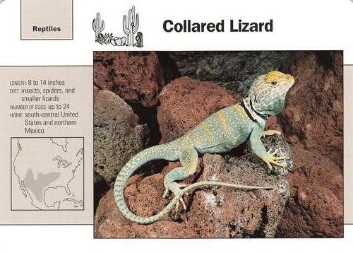 1991-95 Grolier Wildlife Adventure Cards #104.1 Collared Lizard Front