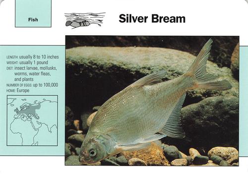 1991-95 Grolier Wildlife Adventure Cards #104.13 Silver Bream Front