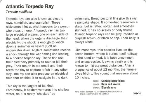 1991-95 Grolier Wildlife Adventure Cards #104.14 Atlantic Torpedo Ray Back