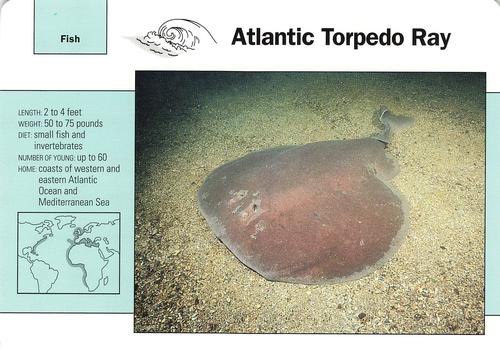 1991-95 Grolier Wildlife Adventure Cards #104.14 Atlantic Torpedo Ray Front