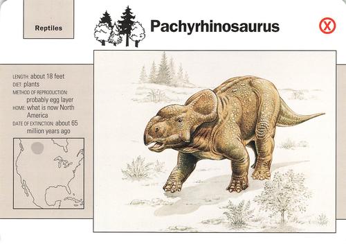 1991-95 Grolier Wildlife Adventure Cards #104.19 Pachyrhinosaurus Front