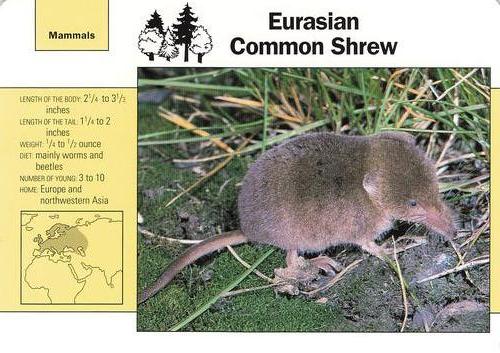1991-95 Grolier Wildlife Adventure Cards #105.4 Eurasian Common Shrew Front