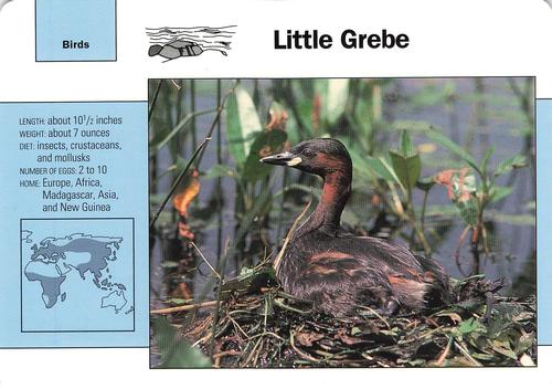 1991-95 Grolier Wildlife Adventure Cards #105.7 Little Grebe Front