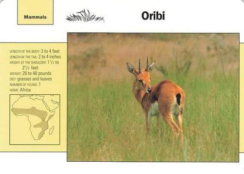1991-95 Grolier Wildlife Adventure Cards #106.3 Oribi Front