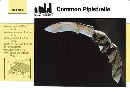 1991-95 Grolier Wildlife Adventure Cards #108.3 Common Pipistrelle Front