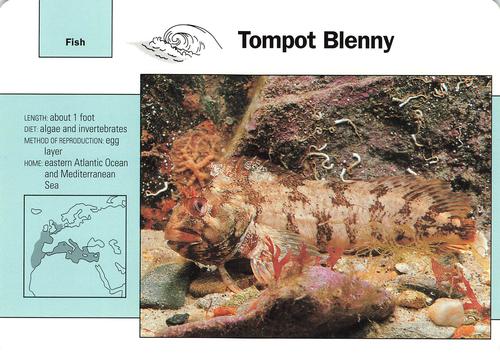 1991-95 Grolier Wildlife Adventure Cards #108.13 Tompot Blenny Front