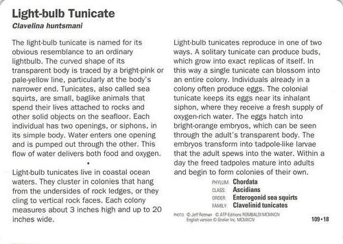 1991-95 Grolier Wildlife Adventure Cards #109.18 Light-bulb Tunicate Back