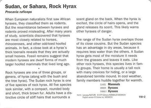 1991-95 Grolier Wildlife Adventure Cards #110.2 Sudan, or Sahara, Rock Hyrax Back