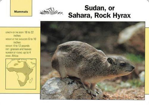 1991-95 Grolier Wildlife Adventure Cards #110.2 Sudan, or Sahara, Rock Hyrax Front