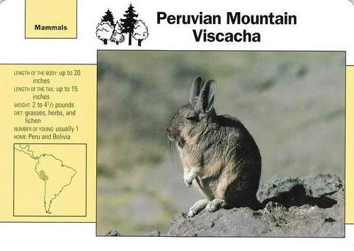 1991-95 Grolier Wildlife Adventure Cards #110.3 Peruvian Mountain Viscacha Front