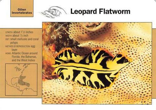 1991-95 Grolier Wildlife Adventure Cards #110.18 Leopard Flatworm Front