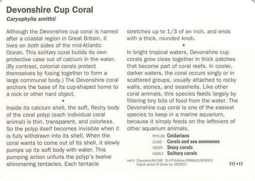 1991-95 Grolier Wildlife Adventure Cards #111.17 Devonshire Cup Coral Back