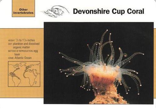 1991-95 Grolier Wildlife Adventure Cards #111.17 Devonshire Cup Coral Front