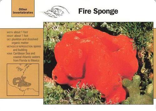 1991-95 Grolier Wildlife Adventure Cards #111.18 Fire Sponge Front