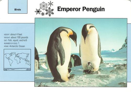 1991-95 Grolier Wildlife Adventure Cards #112.1 Emperor Penguin Front