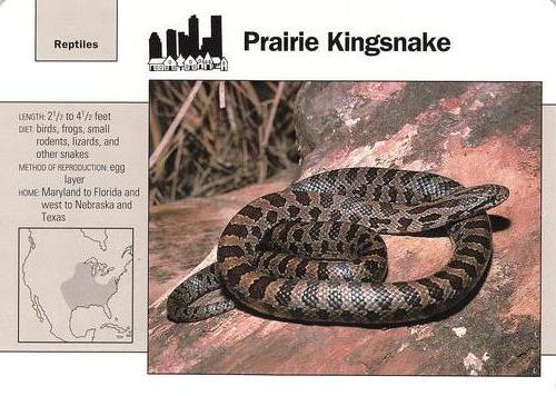 1991-95 Grolier Wildlife Adventure Cards #112.9 Prairie Kingsnake Front