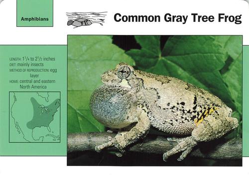 1991-95 Grolier Wildlife Adventure Cards #112.11 Common Gray Tree Frog Front