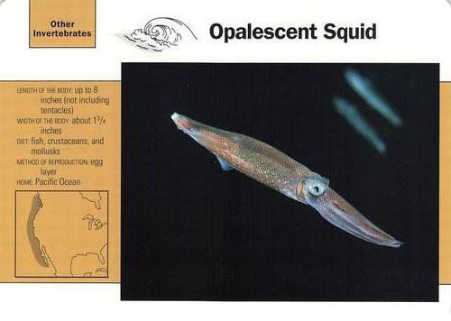 1991-95 Grolier Wildlife Adventure Cards #112.18 Opalescent Squid Front