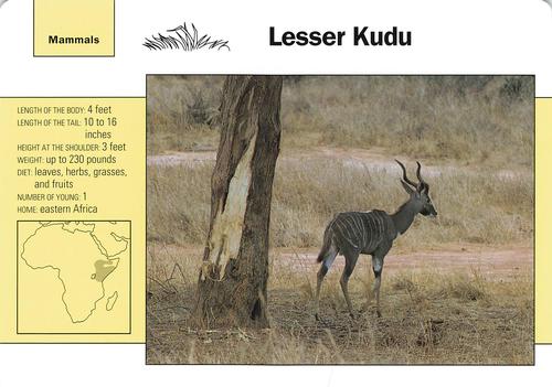 1991-95 Grolier Wildlife Adventure Cards #113.3 Lesser Kudu Front
