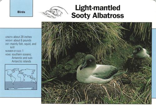1991-95 Grolier Wildlife Adventure Cards #113.8 Light-mantled Sooty Albatross Front