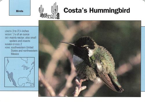 1991-95 Grolier Wildlife Adventure Cards #113.9 Costa's Hummingbird Front