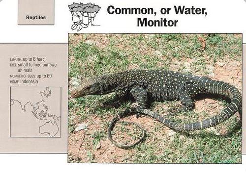 1991-95 Grolier Wildlife Adventure Cards #113.10 Common, or Water, Monitor Front