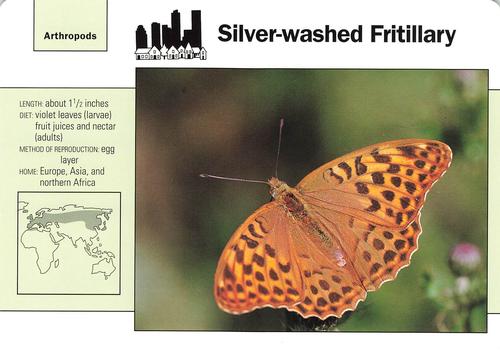 1991-95 Grolier Wildlife Adventure Cards #113.16 Silver-washed Fritillary Front