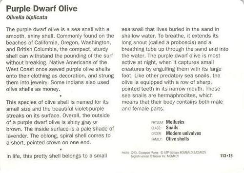 1991-95 Grolier Wildlife Adventure Cards #113.18 Purple Dwarf Olive Back