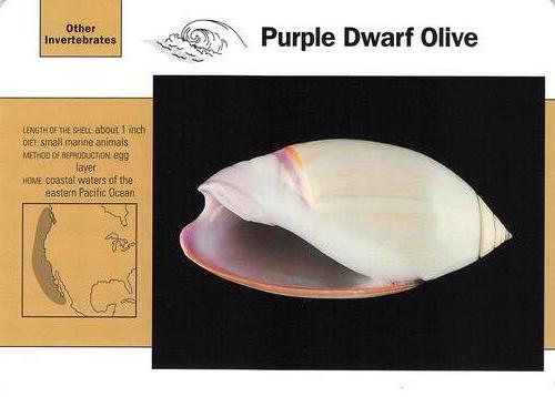1991-95 Grolier Wildlife Adventure Cards #113.18 Purple Dwarf Olive Front