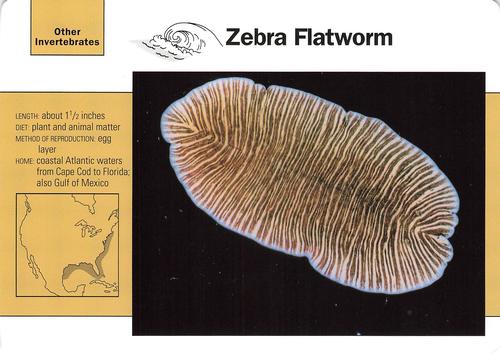 1991-95 Grolier Wildlife Adventure Cards #114.1 Zebra Flatworm Front