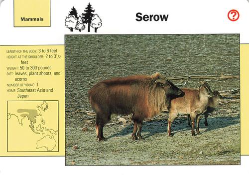 1991-95 Grolier Wildlife Adventure Cards #114.2 Serow Front