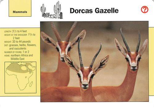 1991-95 Grolier Wildlife Adventure Cards #114.3 Dorcas Gazelle Front