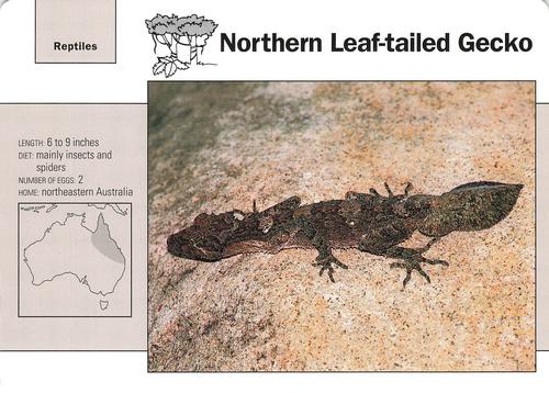 1991-95 Grolier Wildlife Adventure Cards #114.10 Northern Leaf-tailed Gecko Front
