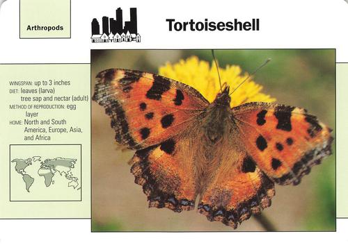 1991-95 Grolier Wildlife Adventure Cards #114.16 Tortoiseshell Front