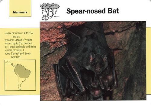 1991-95 Grolier Wildlife Adventure Cards #115.5 Spear-nosed Bat Front