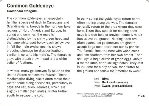 1991-95 Grolier Wildlife Adventure Cards #115.6 Common Goldeneye Back
