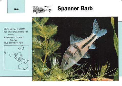 1991-95 Grolier Wildlife Adventure Cards #115.12 Spanner Barb Front