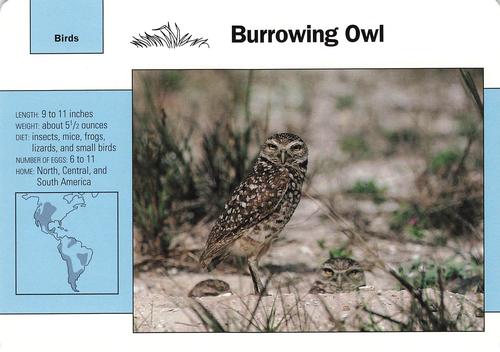 1991-95 Grolier Wildlife Adventure Cards #116.6 Burrowing Owl Front