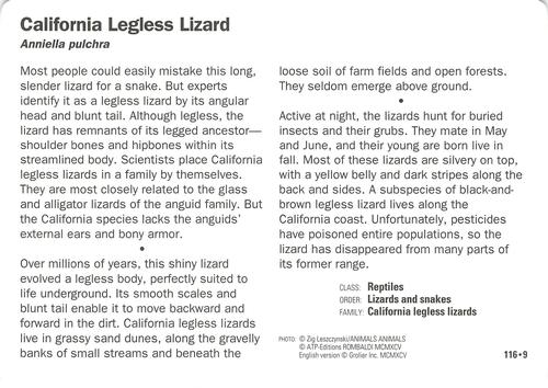 1991-95 Grolier Wildlife Adventure Cards #116.9 California Legless Lizard Back