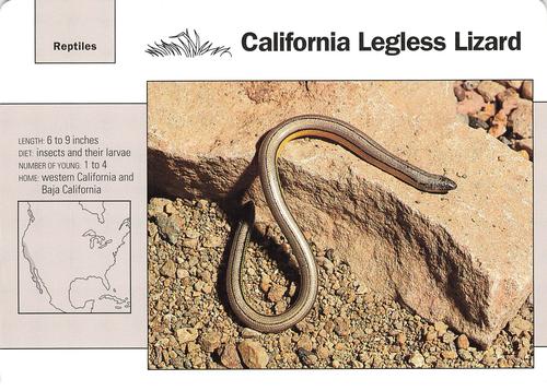 1991-95 Grolier Wildlife Adventure Cards #116.9 California Legless Lizard Front