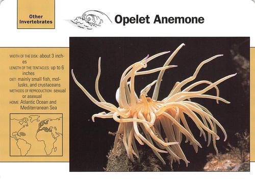 1991-95 Grolier Wildlife Adventure Cards #116.17 Opelet Anemone Front
