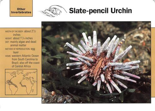 1991-95 Grolier Wildlife Adventure Cards #116.18 Slate-pencil Urchin Front