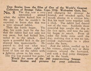 1936 Wolverine Gum Strange True Stories (R144) #8 The Fighting Rabbit Back
