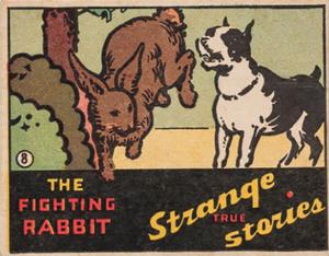 1936 Wolverine Gum Strange True Stories (R144) #8 The Fighting Rabbit Front