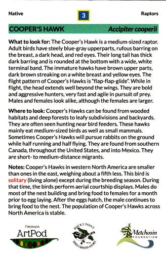 2021 Metchosin Birds #3 Cooper's Hawk Back