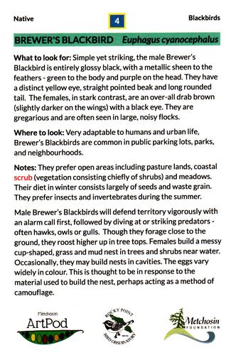 2021 Metchosin Birds #4 Brewer's Blackbird Back