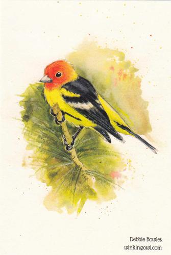 2021 Metchosin Birds #5 Western Tanager Front