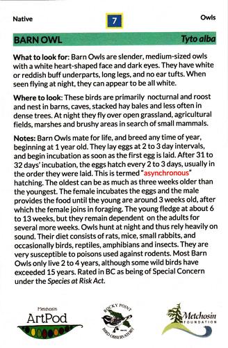 2021 Metchosin Birds #7 Barn Owl Back